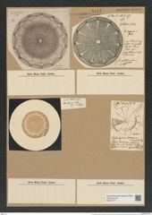 Aulacodiscus oregonus Hard. et Bail. (de-Toni-Nr.: Genus 182, Species 4530) Zeichnungen Sammlung Grunow Nr. 8122 (NHMW-BOT-W0377471)